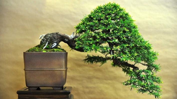 Bonsai tree