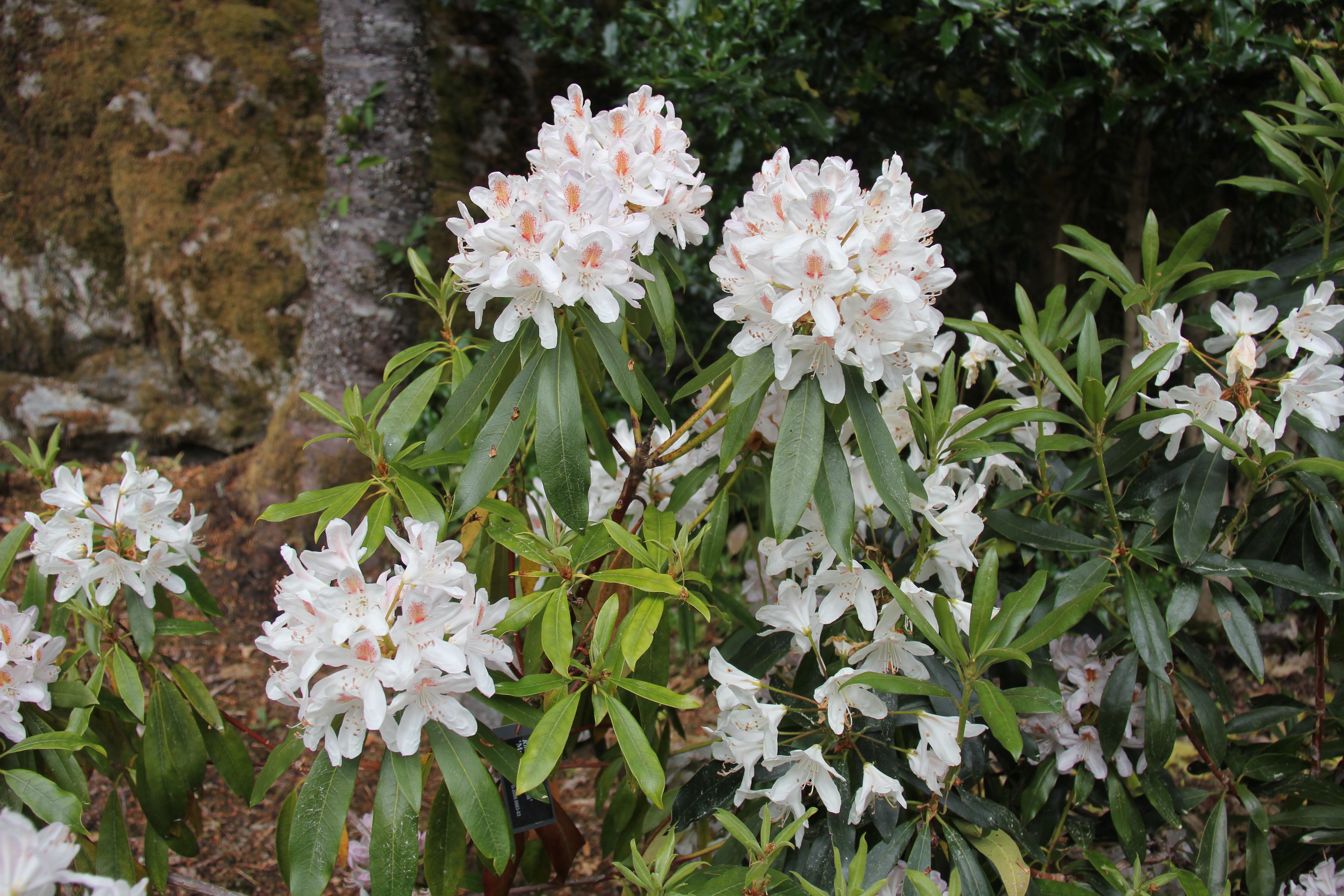 1. The Rhododendron Museum | The University Gardens | UiB