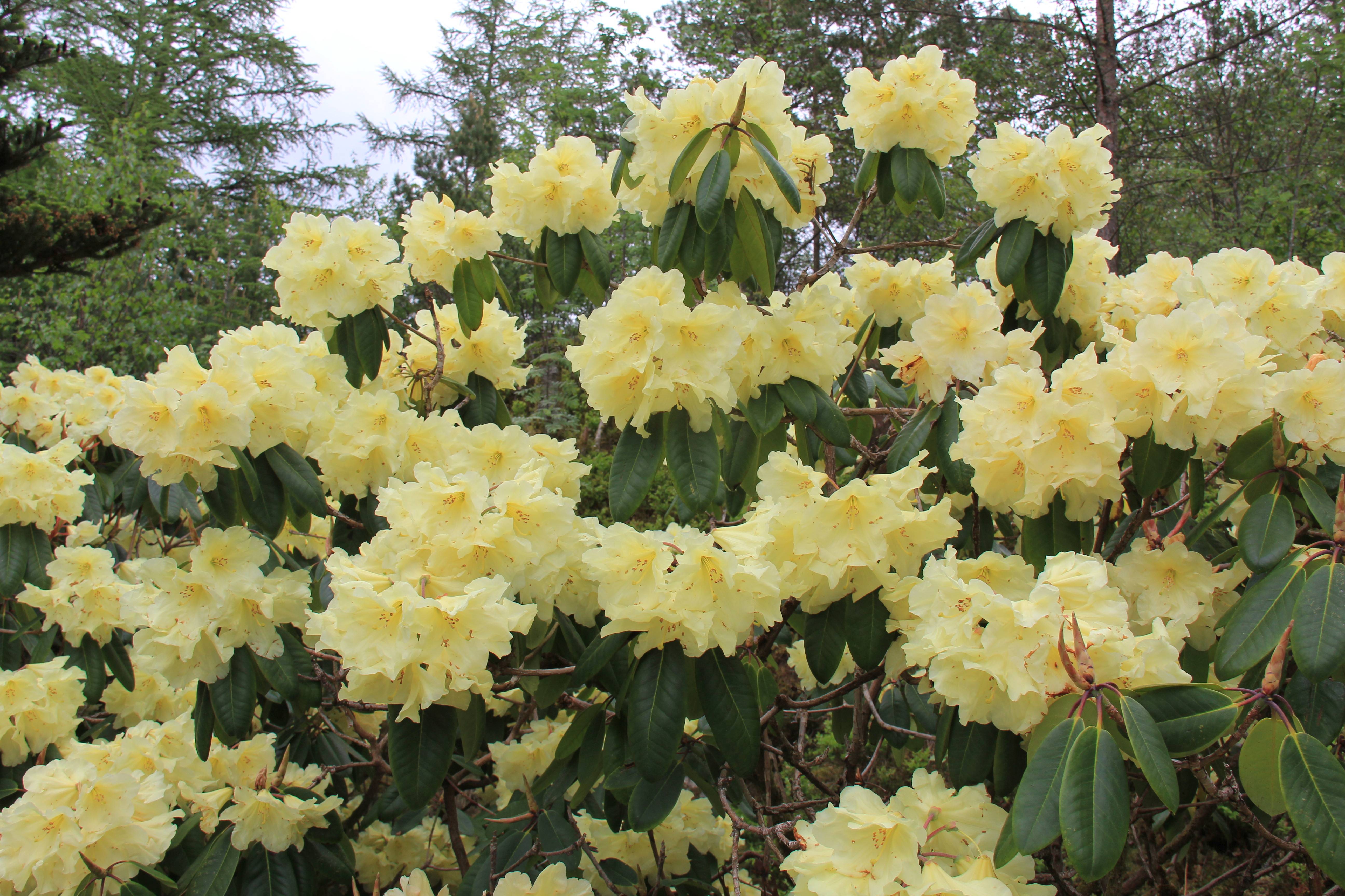 12. The Giants The University Gardens UiB