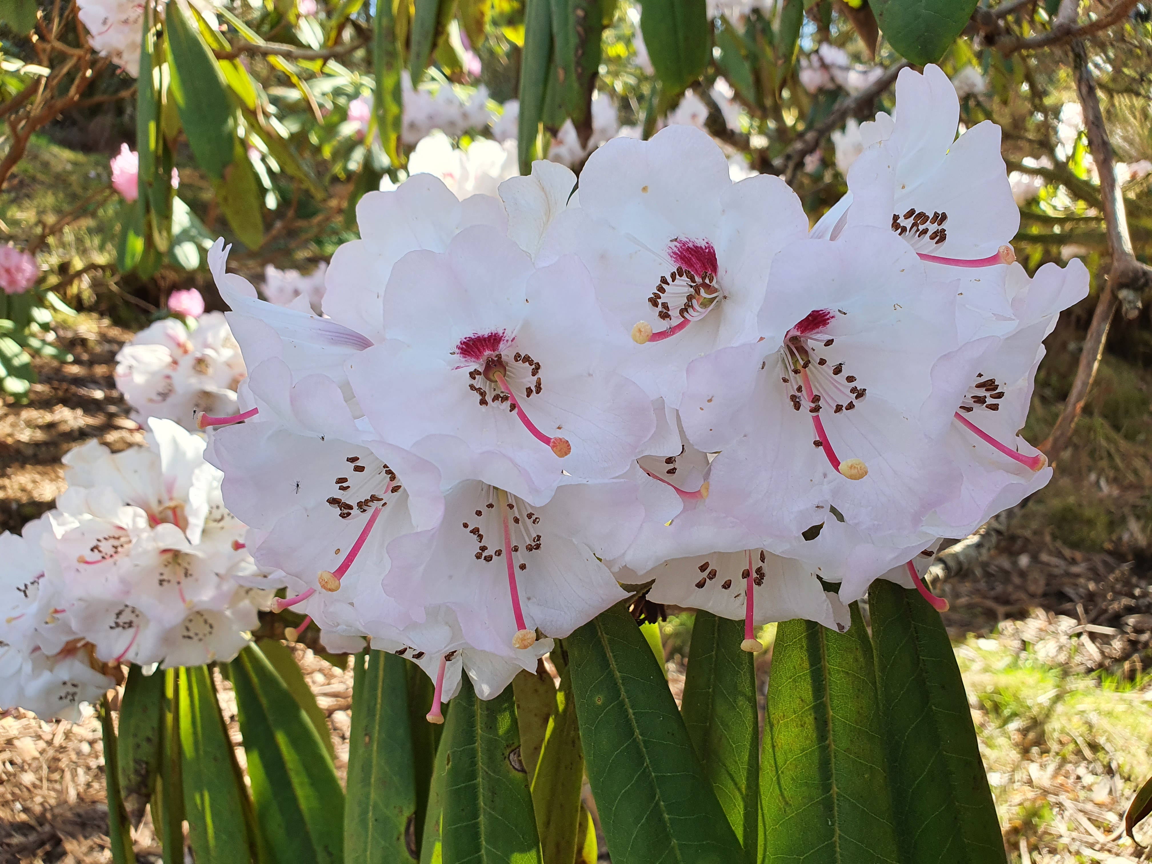 rhododendron ponticum kaufen Rhododendron ponticum 'Roseum' Mehrstmmig / Strauch