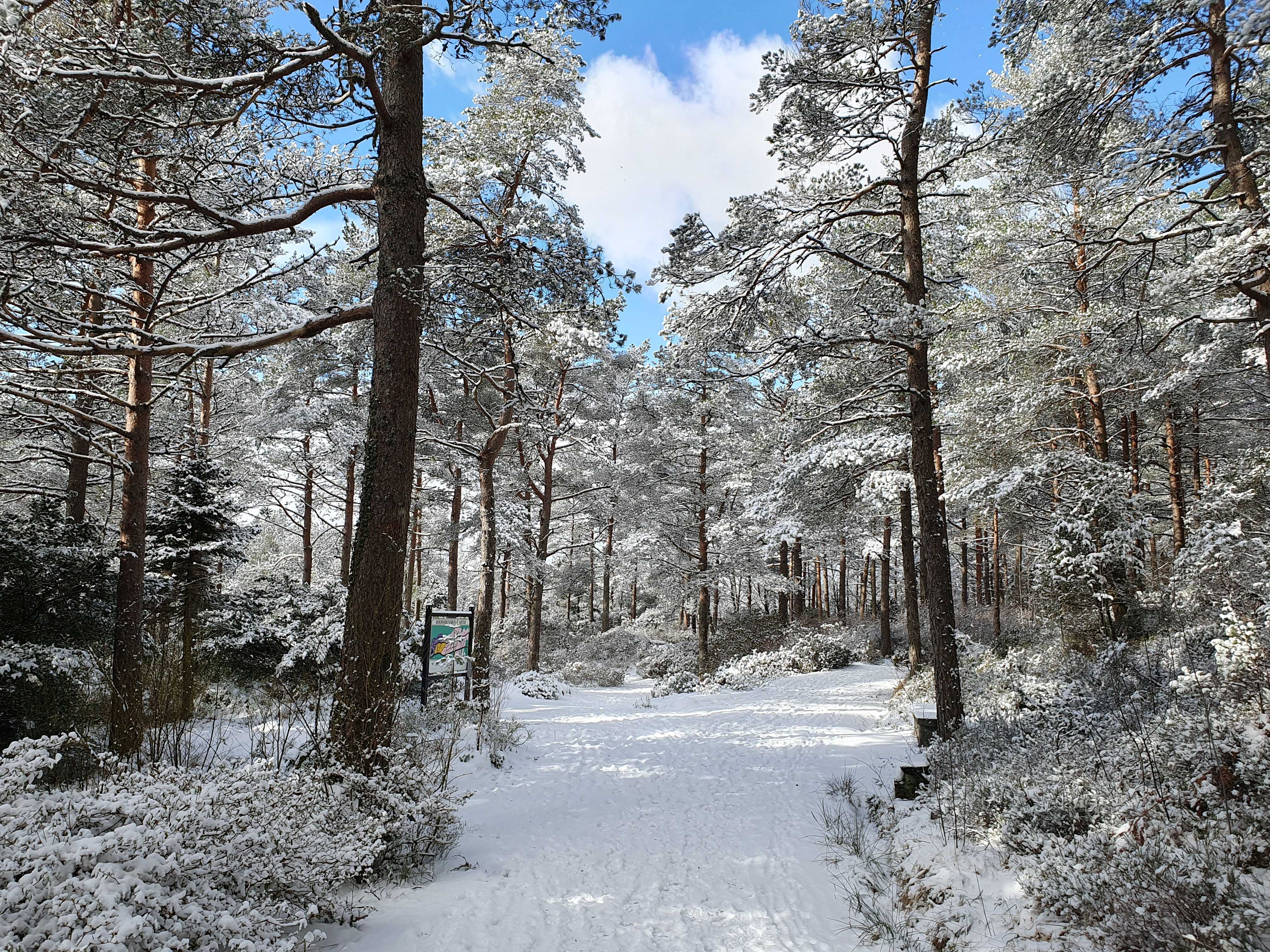 Link to Can the global living plant collections of botanic gardens conserve threatened species?