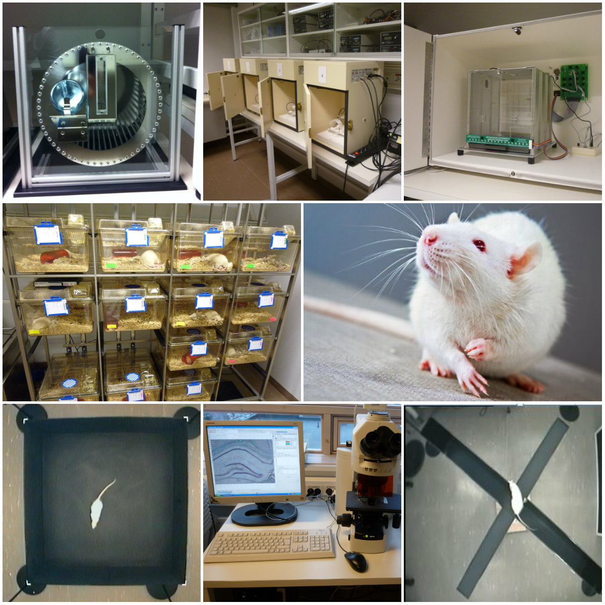 Laboratory for animal behavioural testing The Laboratory Animal