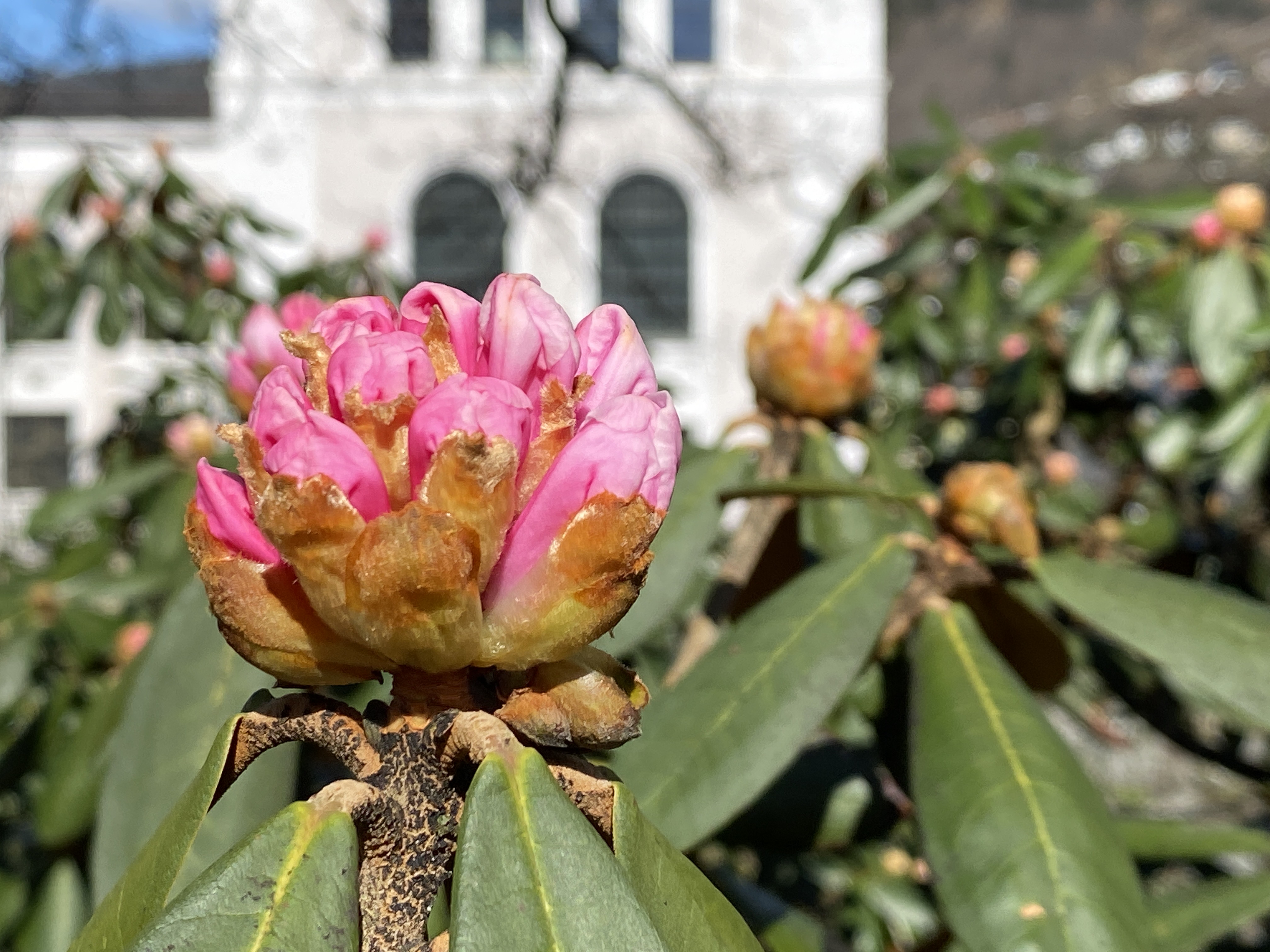 Lunsjvandring i Musehagen