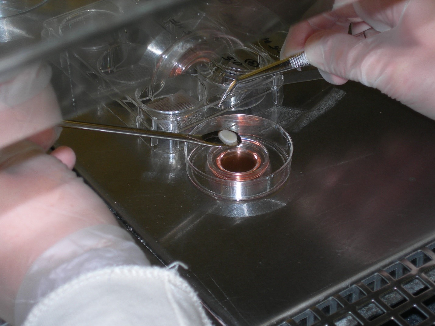 Experimental Pathology Research Group University Of Bergen