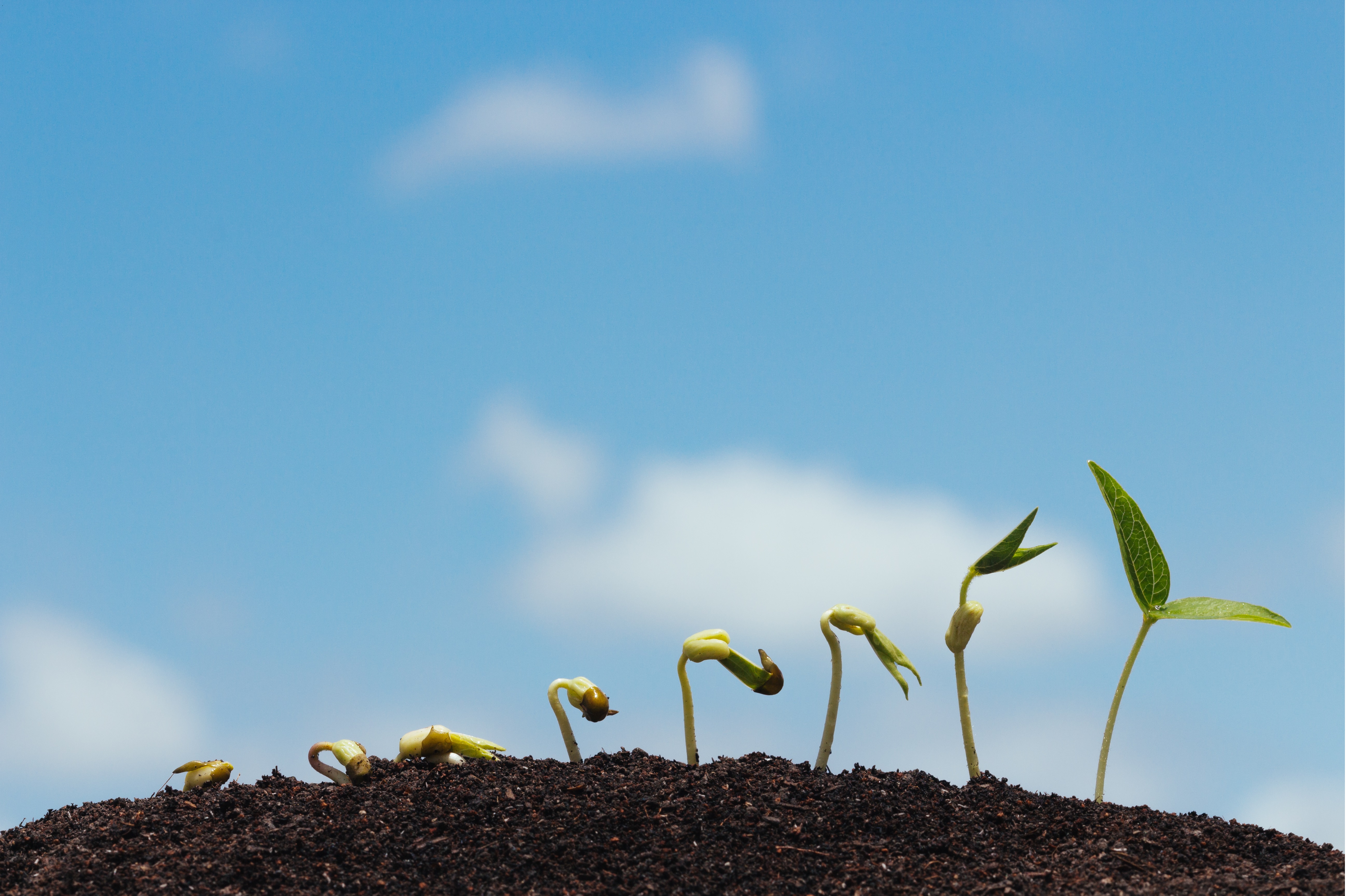 семечко сажают в землю. росток из земли. человечек из проросших семян. рост дерева для дошкольников. пенек опрокидывает воз пословица.