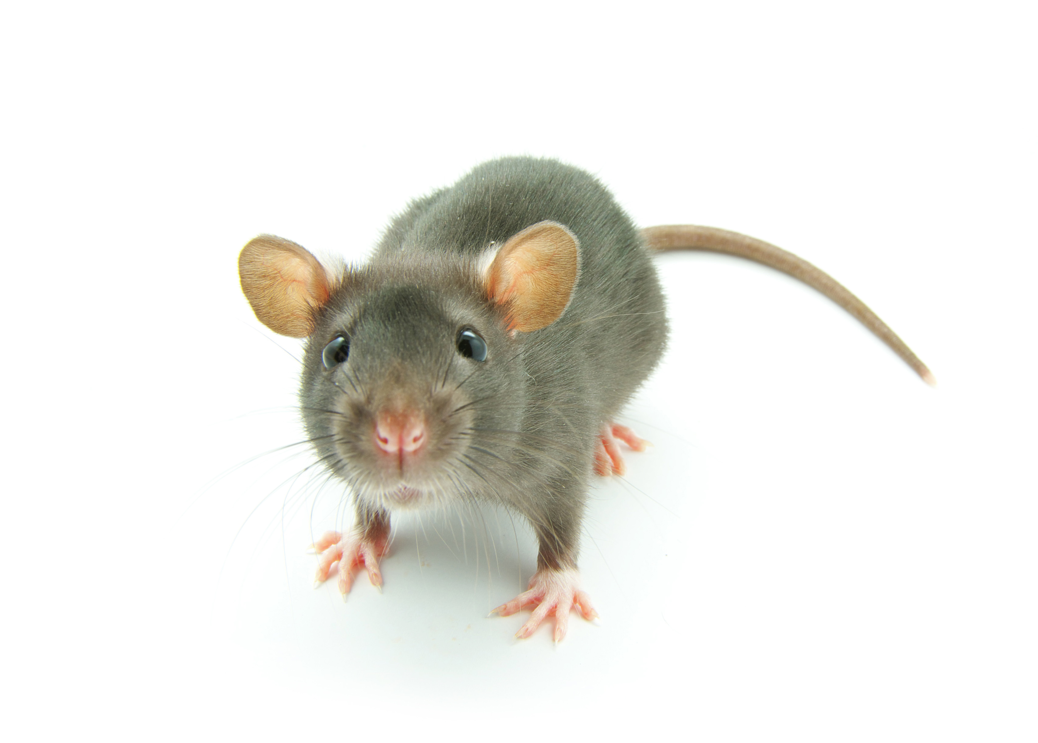 Что означает видеть крысу. Белая крыса. К чему снятся крысы. Отличие мыши от крысы фото.