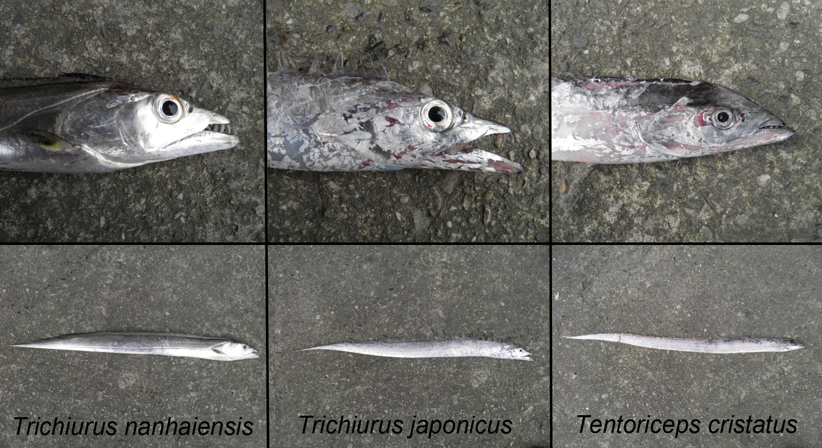 Sampling cutlassfish in Taiwan | Evolutionary ecology | UiB