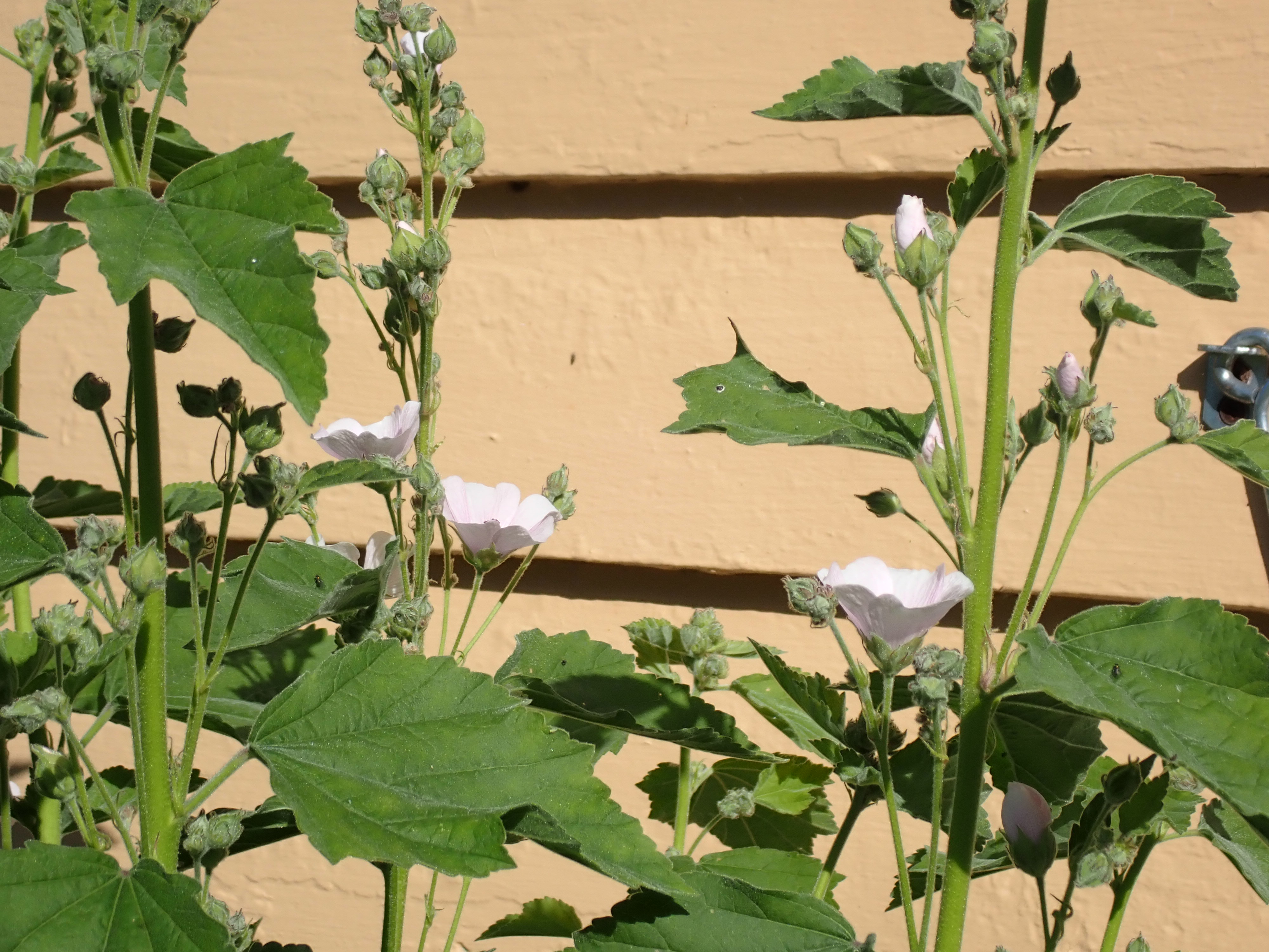 Althaea officinalis (marsh-mallow) | The University Gardens | UiB