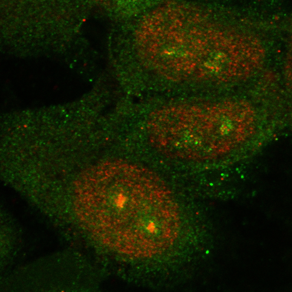 Link to Our new article in J. Cell Science