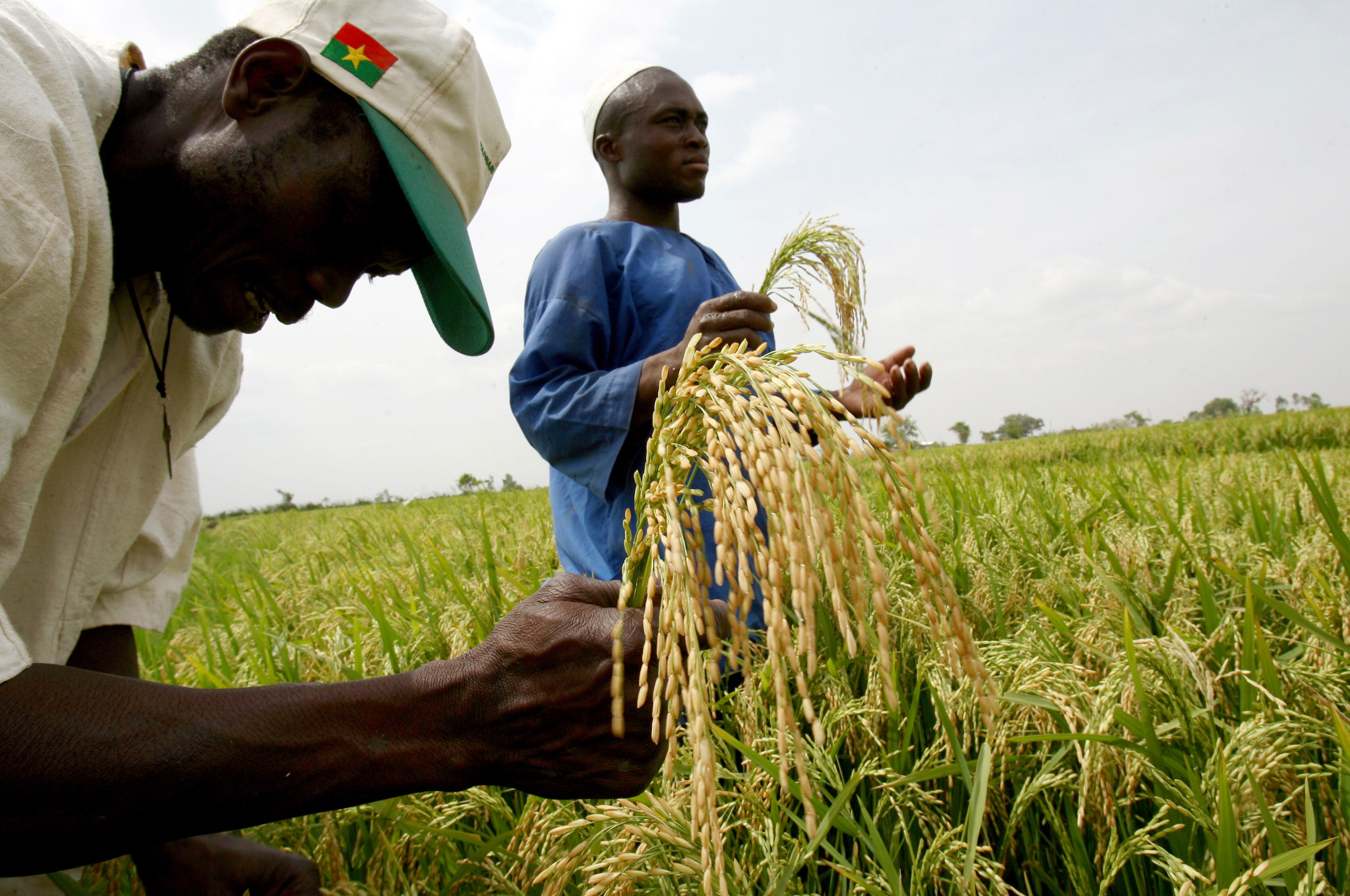 When Does A Food Crisis Officially Become A Famine Msfagriculture