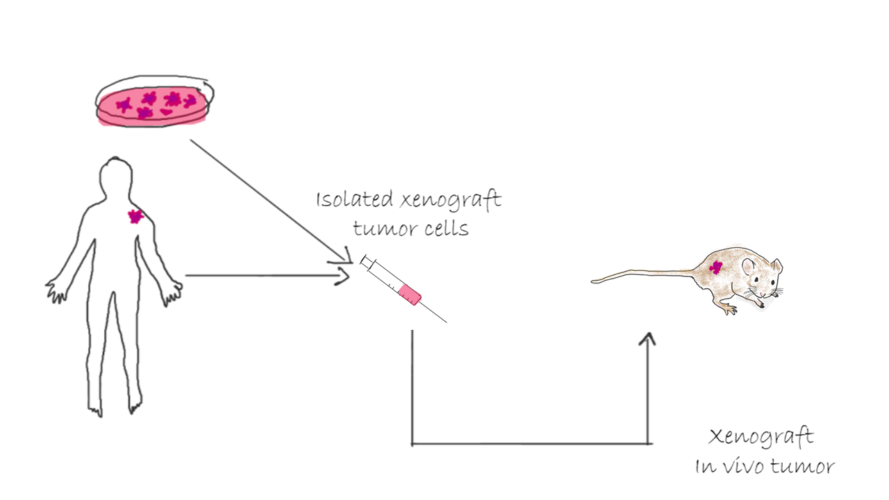 Celler og vev av human opprinnelse i dyr (xenograft) Dyreavdelingen UiB