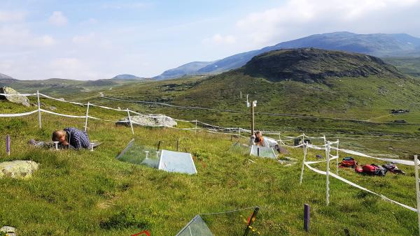 bilde_feltaribeid_ulvehaugen