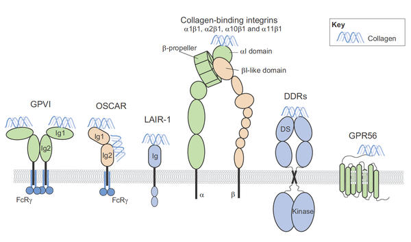 Collagen receptors on cell surface