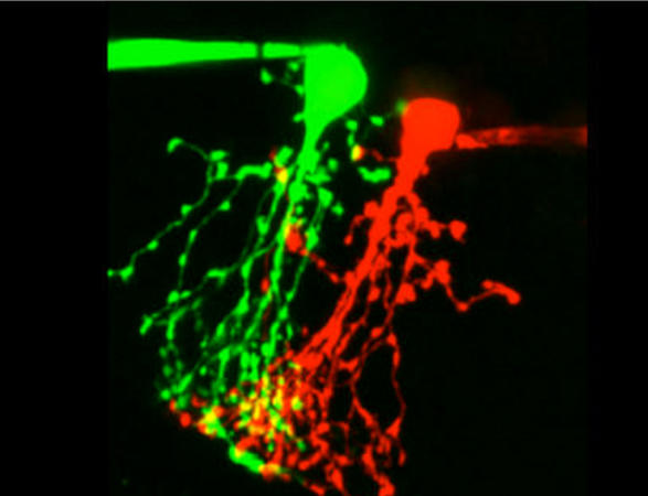 Coupled A II amacrine cells in the retina