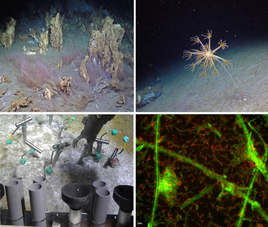 Images of deep-sea sampling and organisms.