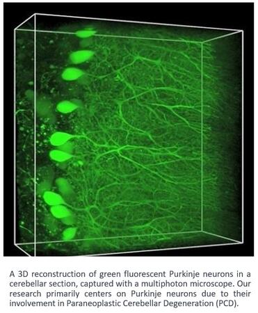A 3D reconstruction of green fluorescent Purkinje neurons