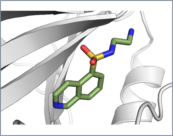 Collage relatert til Forskningsenheten structural biology and drug discovery