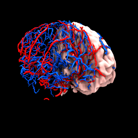 Hjerne og segmenterte blodkar