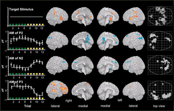 AM-correlated fMRI results. Render views and maximum-intensity projections of...