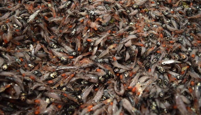 Mesopelagisk småfisk utgjør med god margin størsteparten av den globale fiskebiomassen. 