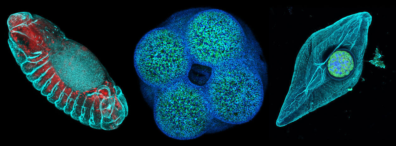 Rios/Stokkermans/Santangeli/ EMBL