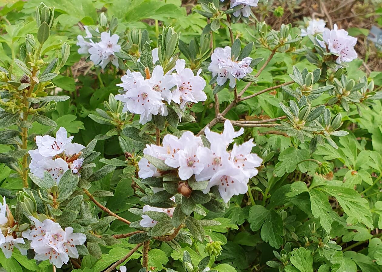 Rhododendron tsaii