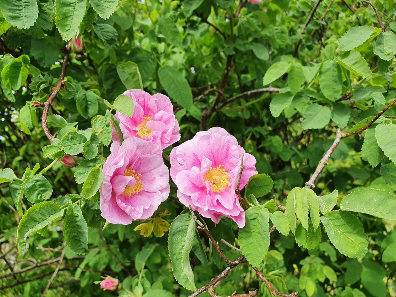 Pink flower of Rosa californica 'Plena'