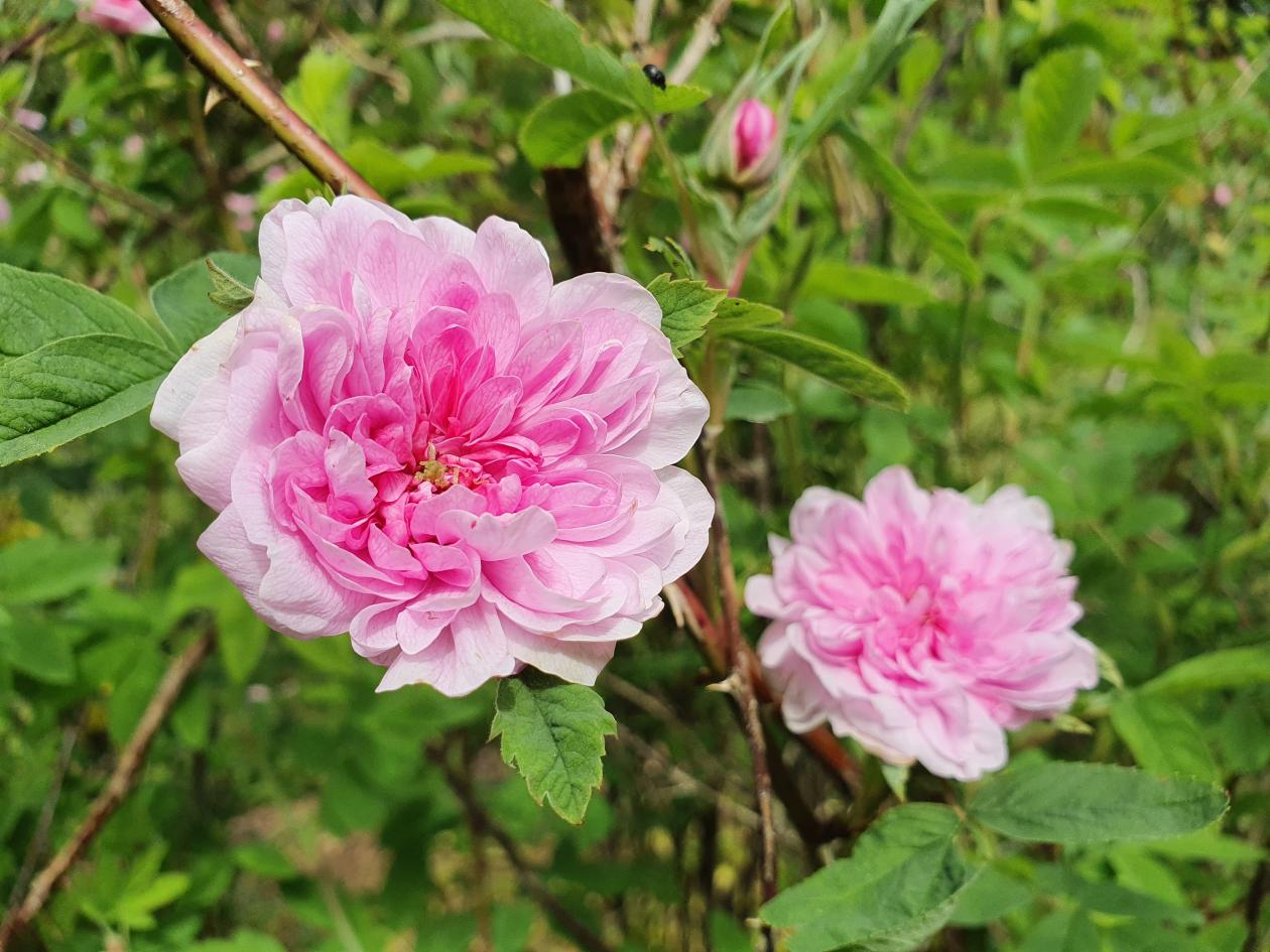 Pink double flowers of Rosa majalis