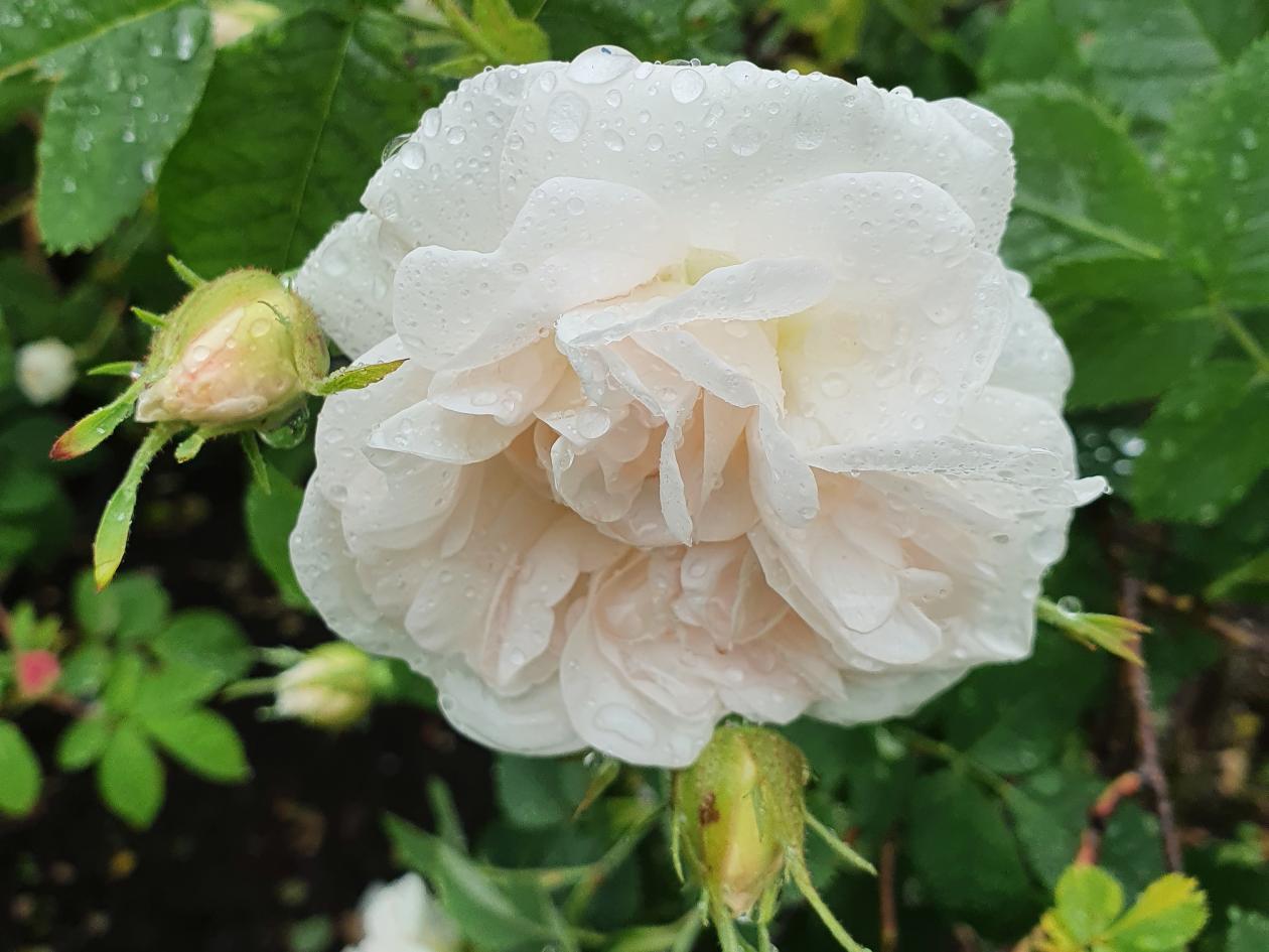 White flower of Rosa ×alba ‘Maxima’
