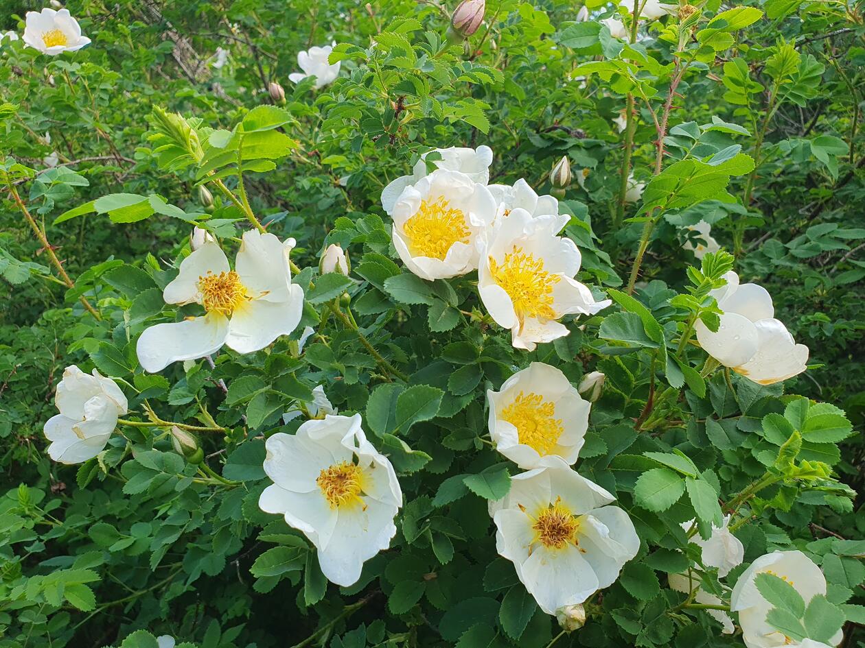 Rosa spinosissima