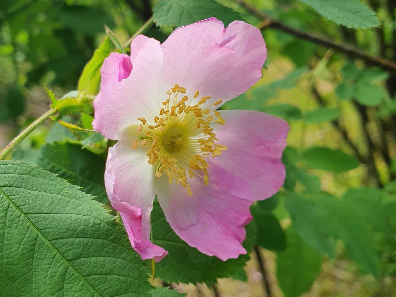 Pink flower of Rosa villosa