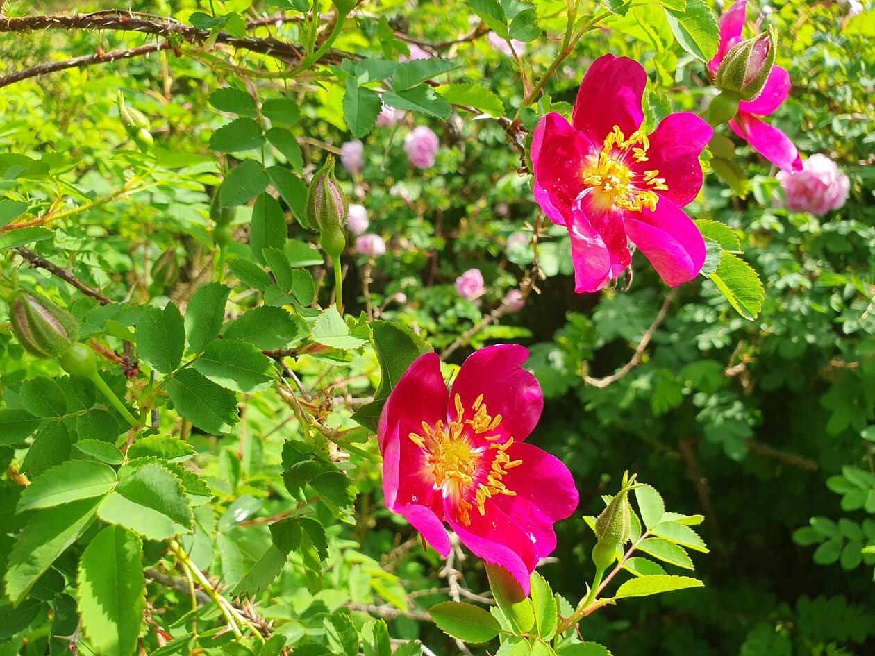 Rosa spinosissima L. 'Red Nelly'