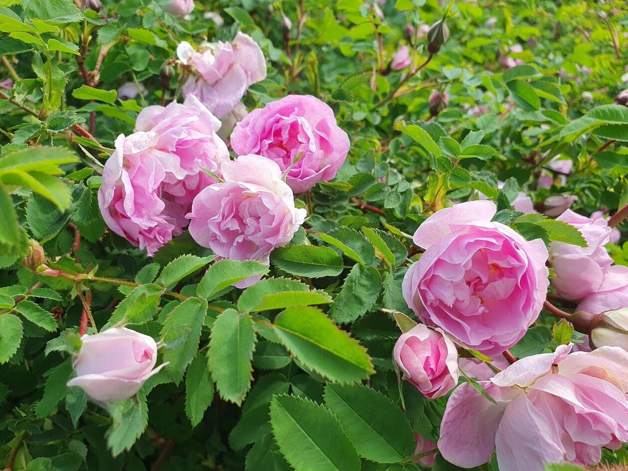 Rosa x reversa Waldst. & Kit. 'Poppius'