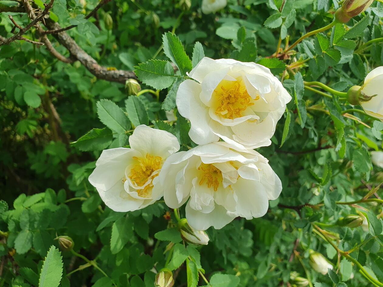 Rosa spinosissima L. (double white form)
