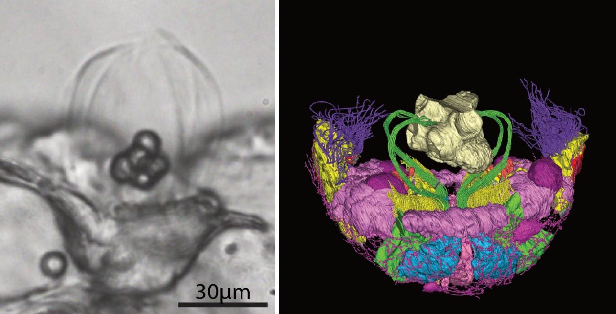 Close-up on the aboral organ of a comb jelly, and 3D reconstruction of the structure