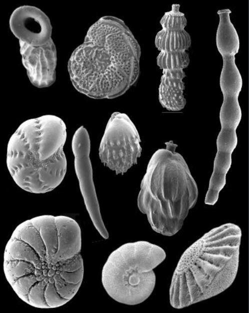 Benthic foraminiferas