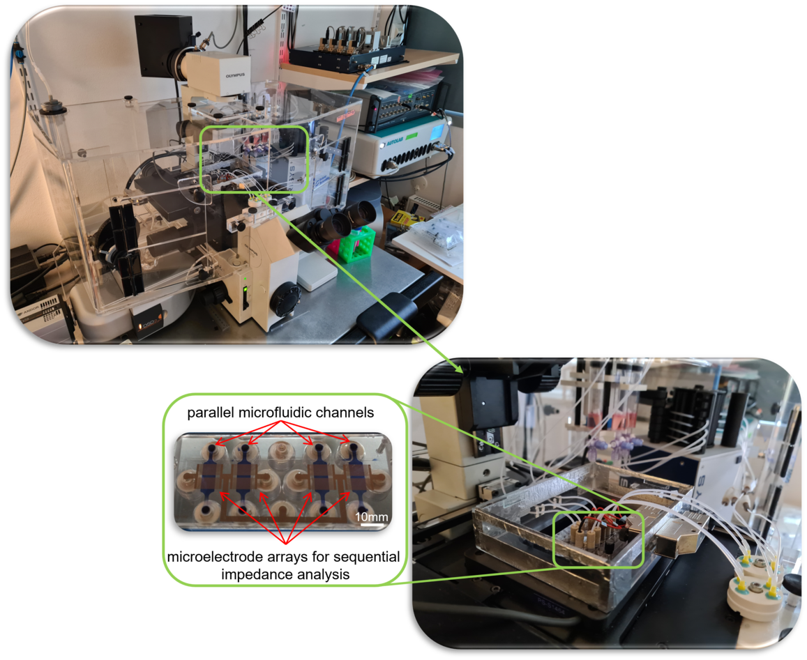 Multiplexed microfluidic platform for label-free, real-time electrical impedance spectroscopy (EIS) and live-cell imaging of cells exposed to nanomaterials. 