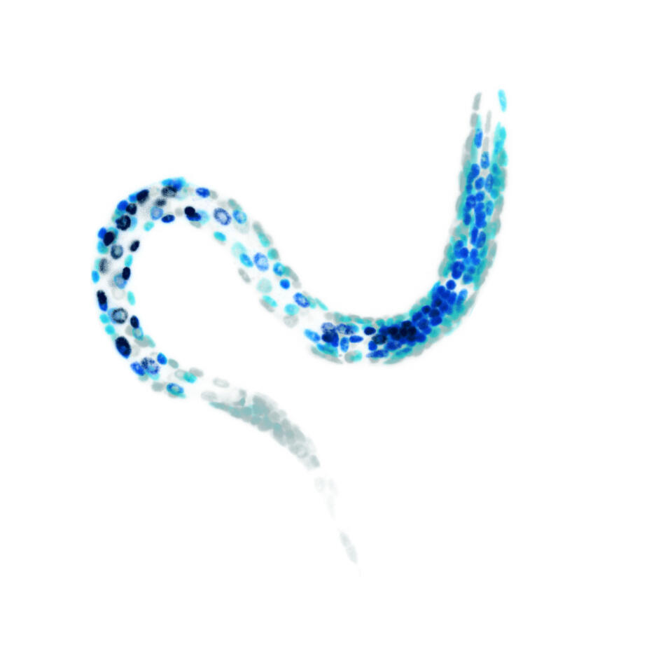 picture of the worm blue caenorhabditis