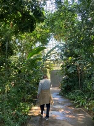 Bilde av en person som går gjennom Botanisk hage med ryggen til