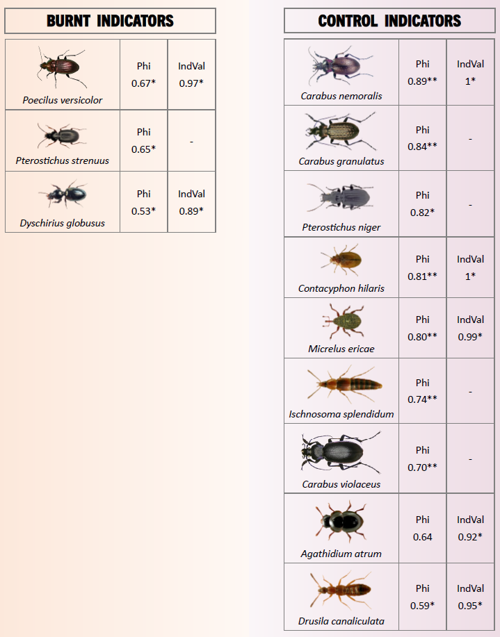 Table of arthropod indicator species for burnt and mature heathlands.