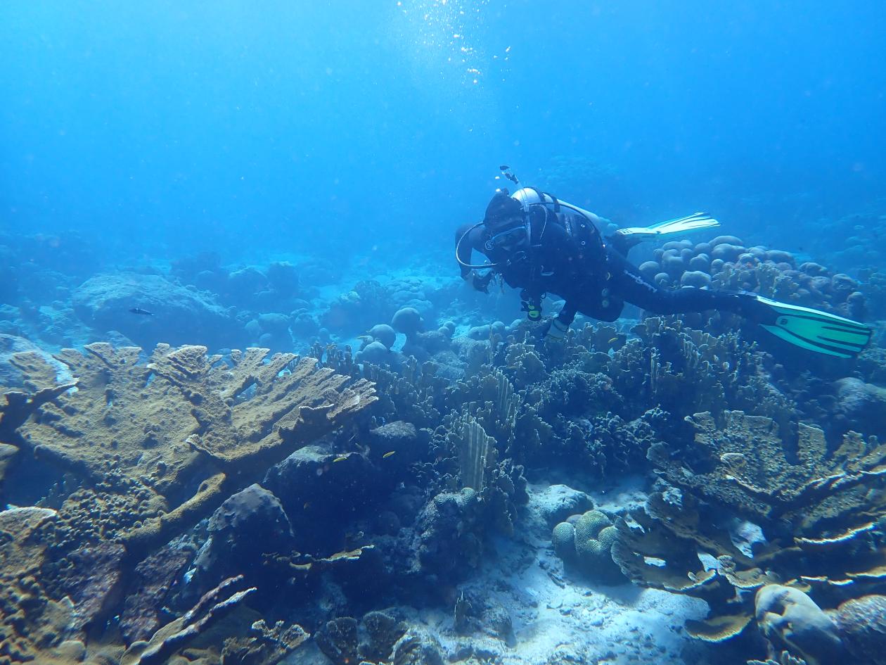 A scuba diver underwater, above a coral reef