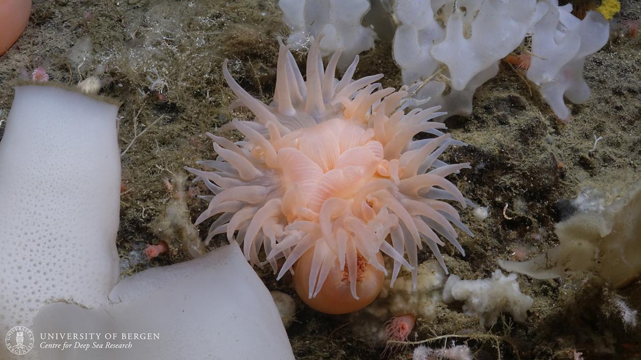 Rosa anemone på toppen av en undersjøisk fjelltopp, omgitt av svamper og annen fauna.