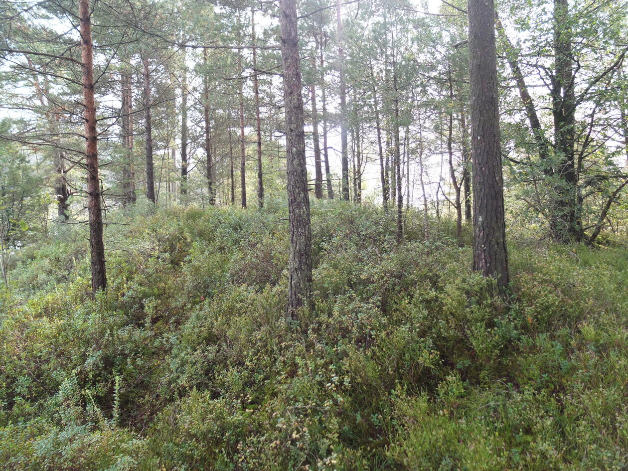 Pine forest 