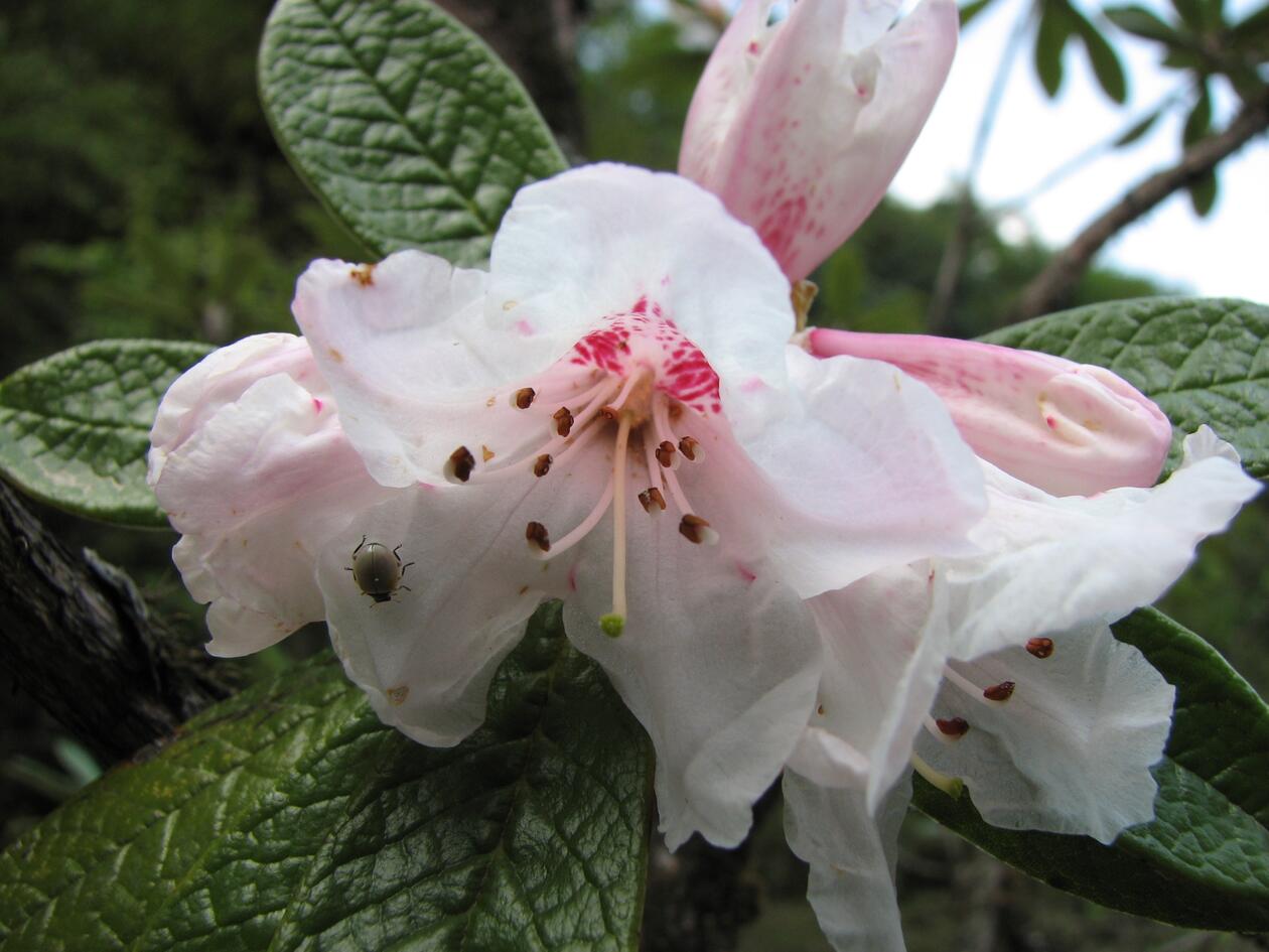 Rhododendron farinosum