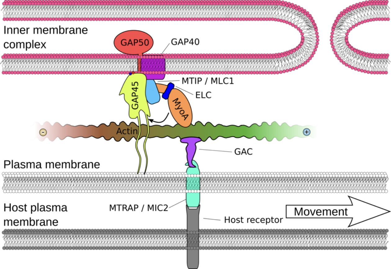 Schematic depiction of the glideosome