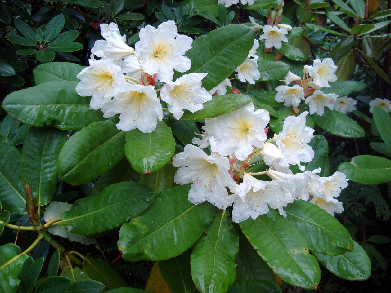 Rhododendron hemsleyanum