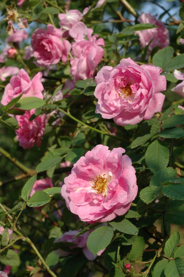 Pink flowers of Rosa 'Hurdalsrosa'