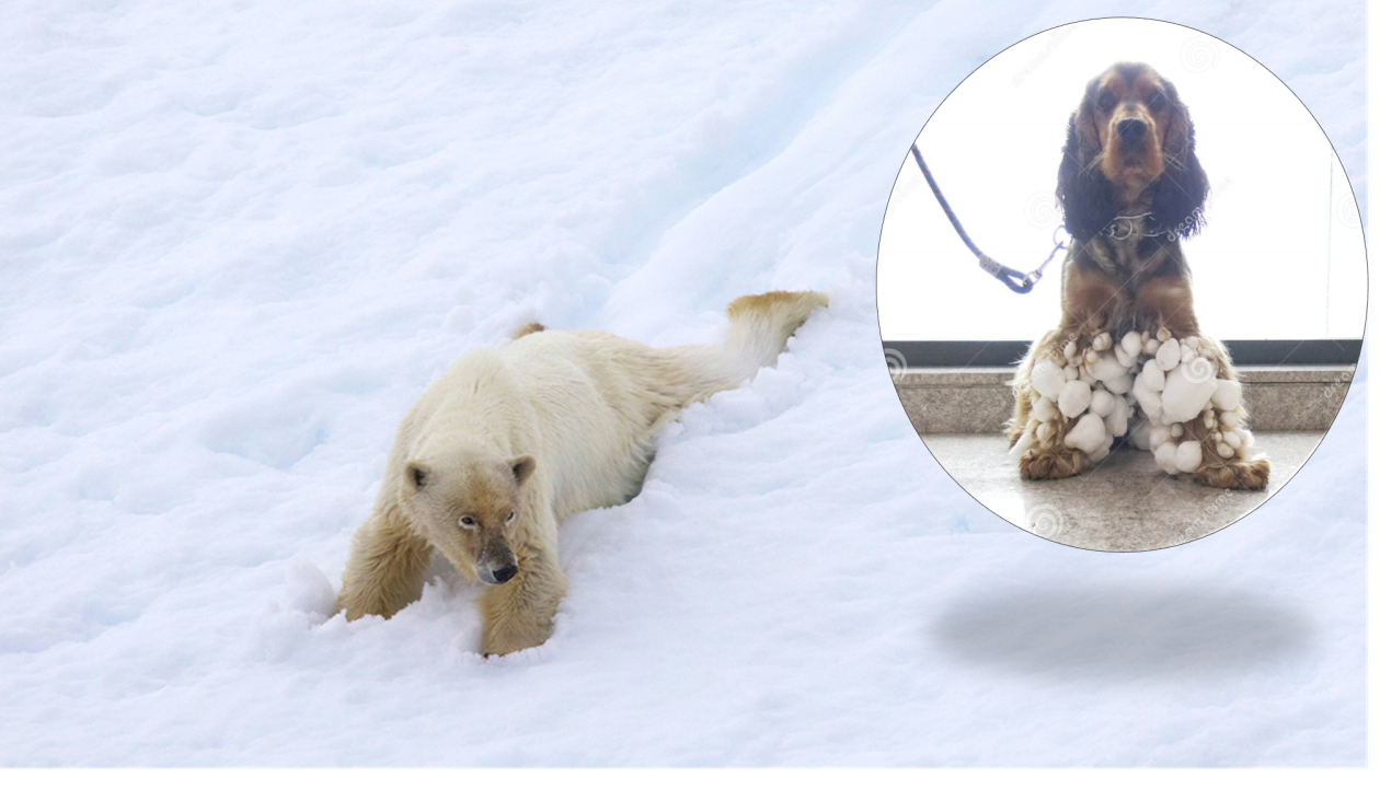 Isbjørn og hund