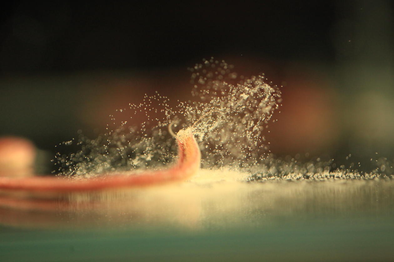 Photo of Malacoceros worm