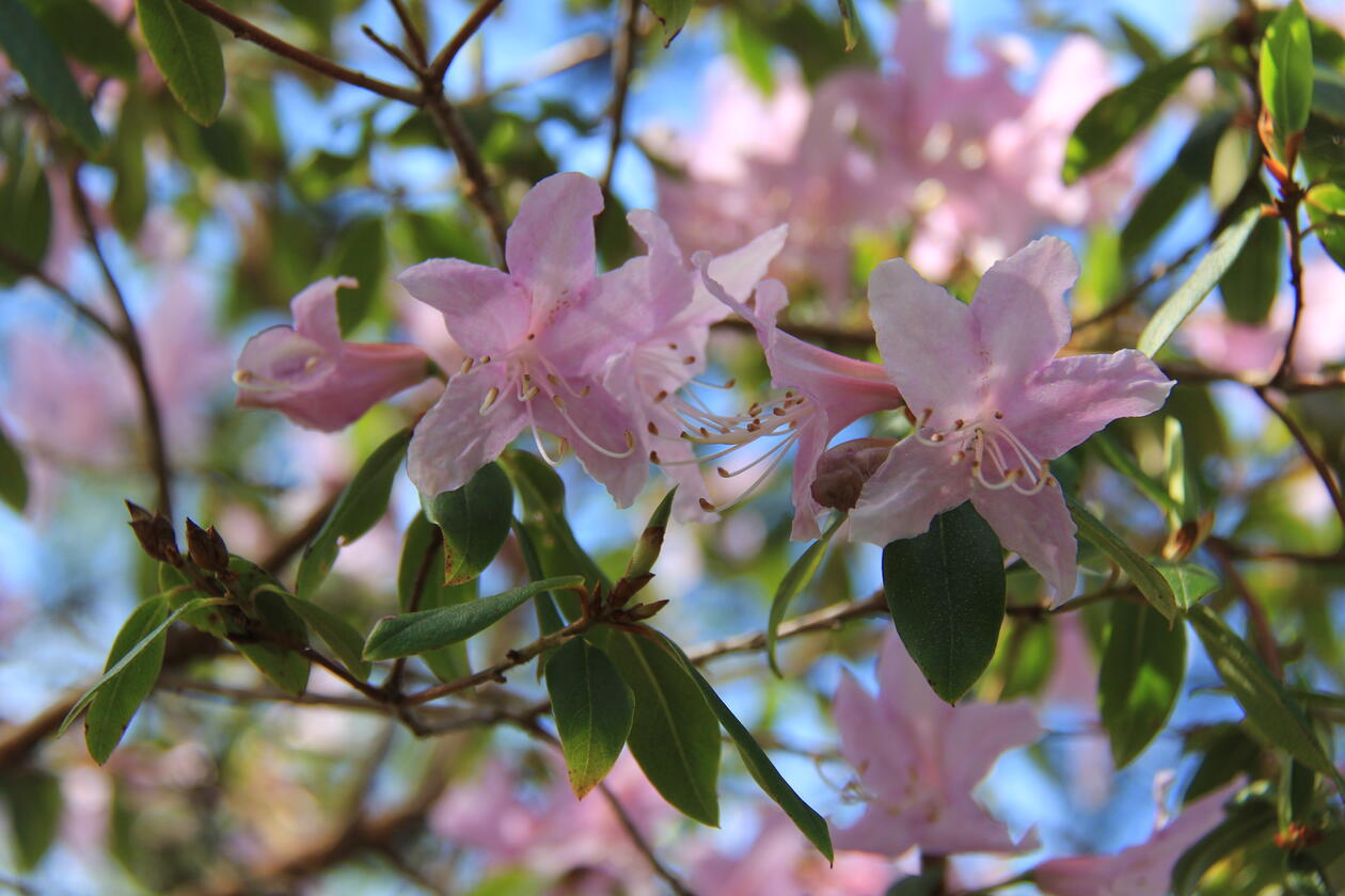 Rhododendron bracteatum